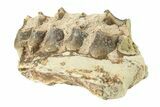 Oreodont (Merycoidodon) Jaw Section - South Dakota #260077-1